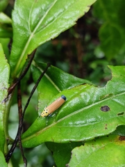 Bothrogonia ferruginea