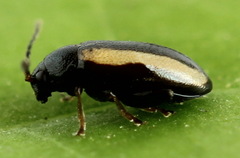Phyllotreta nemorum