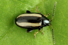 Phyllotreta nemorum