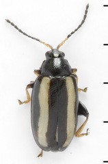 Phyllotreta nemorum