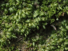 Fissidens bryoides