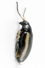 Phyllotreta nemorum