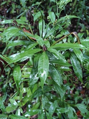 Machilus