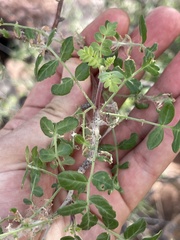 Pachycormus discolor