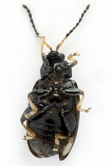 Phyllotreta nemorum