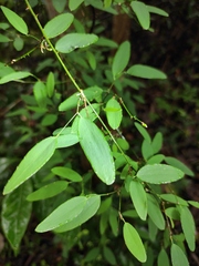 Smilax microphylla