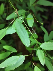 Smilax microphylla