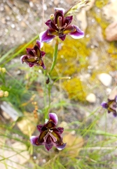 Moraea lurida