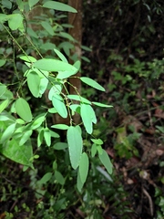 Smilax microphylla