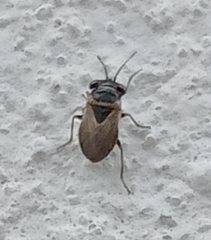 Geocoris megacephalus