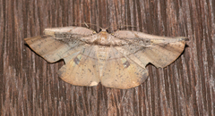 Xenomusa metallica