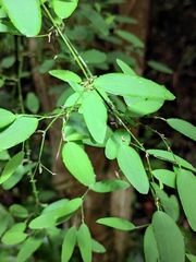 Smilax microphylla