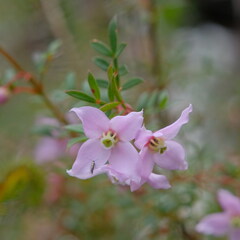 Boronia floribunda