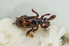 Platyrhopalus davidis