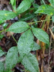 Eleutherococcus trifoliatus