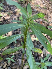 Hygrophila costata