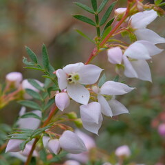 Boronia floribunda