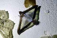Diaphania