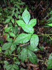 Eleutherococcus trifoliatus