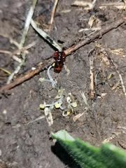 Platyrhopalus davidis