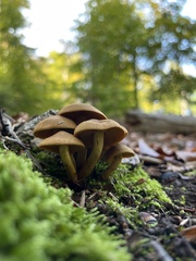 Cortinarius croceus