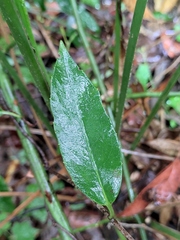 Schisandra propinqua