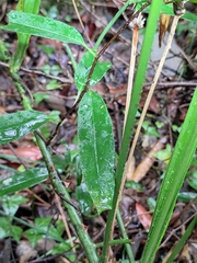 Schisandra propinqua