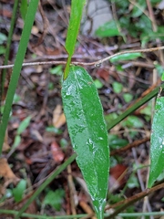 Schisandra propinqua