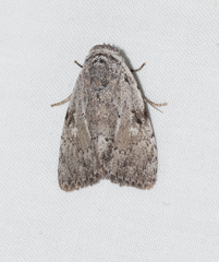 Barasa cymatistis