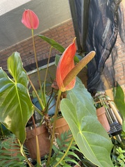 Anthurium