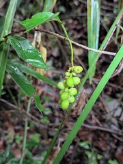 Schisandra propinqua