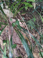 Liriope spicata