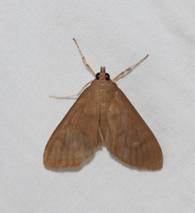 Protonoceras mitis