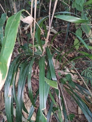 Liriope spicata