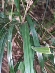 Liriope spicata
