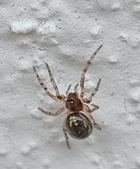Steatoda nobilis