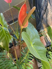 Anthurium