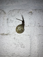 Cepaea nemoralis