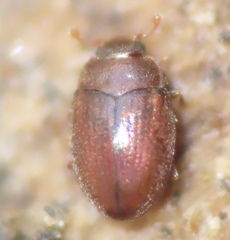 Murmidiidae