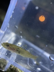 Philypnodon grandiceps