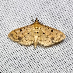 Herpetogramma cynaralis
