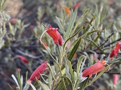 Eremophila glabra