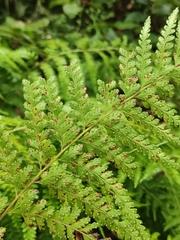 Microlepia strigosa