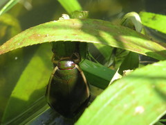 Cybister lateralimarginalis