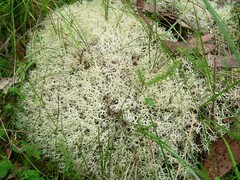 Cladonia confusa