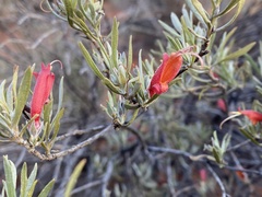 Eremophila glabra