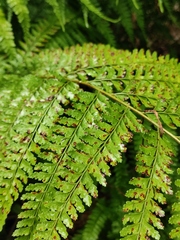 Microlepia strigosa