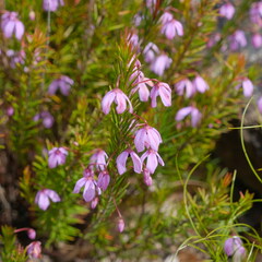 Tetratheca ericifolia