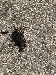 Phloeodes diabolicus