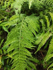 Microlepia strigosa